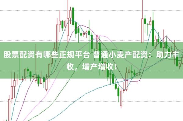 股票配资有哪些正规平台 普通小麦产配资：助力丰收，增产增收！